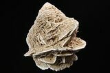 Selenite Desert Rose on Stand - Chihuahua, Mexico #264523-1